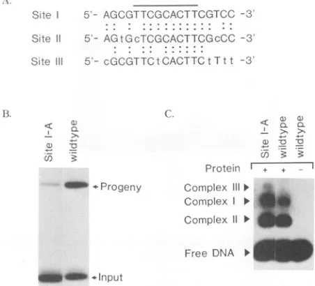 FIG. 9.formationgelincubatedscribed. Gel shift analysis of site III mutants. del 1-534 was with wild-type or mutant Oris probe as previously de- Mutations tested are shown above