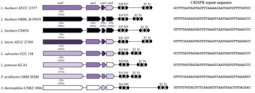 Figure 2.1 | Type II-A CRISPR-Cas systems 