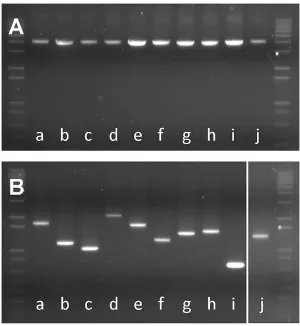 Figure 2.2 | PCR-based detection of the CRISPR-Cas elements in L. buchneri isolates 