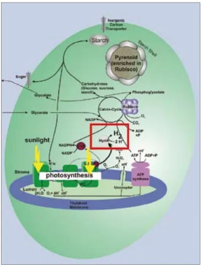 Figure 4. The biochemistry of solar powered H2 production in the eukaryotic microorganism Chlamydomonas reinhardtii