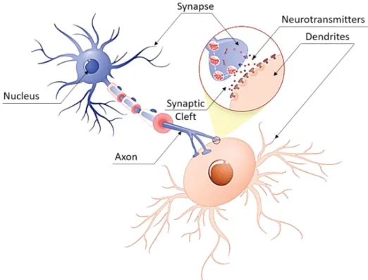 Figure 1: Two neurons side by side showing the Nucleus, Axon, Synapse, Dendrites, Neurotransmitters, and the Synaptic Cleft  [71]