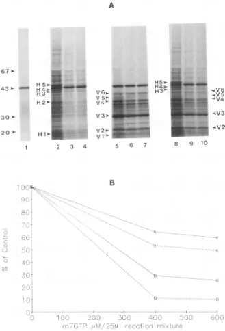FIG. 5.thatearlyrespectively.concentrationsHeLaHeLa1, no Translational efficiencies of the mixed HeLa and VV mRNAs in the presence of various concentrations of m7GTP