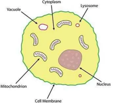 Figure 1.1 The simple cross section of animal cell.