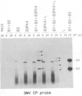 FIG. 4.conventionsand Schematic diagram of BMV-TMV hybrid RNA B3PK4 comparison with wt B3 and wt TMV-L