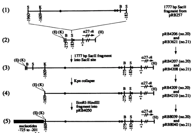 FIG. 2.plasmidsRestrictionand Construction of plasmids used to construct the chimeric a27-tk genes for recombinant viruses 20 and 21