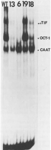 FIG. 3.ingeachbetweeninfected-cell Autoradiograph of labeled DNA-protein complexes from extracts electrophoretically separated on a nondenatur- gel