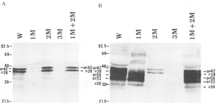 FIG. 2.wild-typeantibody.antibody Western blotting analysis of proteins in the particles released into the culture medium from cells transfected with mutant or DNA