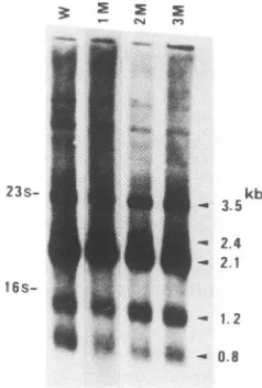 FIG. 3.DNAanti-pre-S2,reflectingtheMethods). Time course of production of SS, MS, LS, and HBeAg