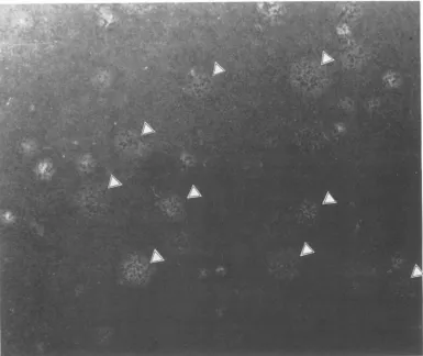 FIG. 3.Arrowheads Heterogeneous plaques produced on a BmN cell monolayer from BmNPV- and AcNPV-coinfected SF-21 culture fluid at 72 h p.i