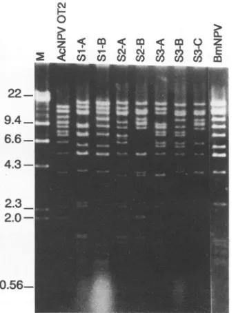 FIG. 4.HindIII.cleavedwereisolatedthecoinfectedculturerifiedandS1-Aisolates Restriction endonuclease analysis of isolates plaque pu- on BmN cells from a SF-21 culture coinfected with BmNPV AcNPV