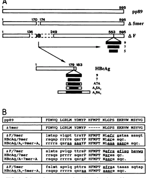 FIG. 2.openflanking(B)acidsepitopeproteins.andresidueschimericcaserestrictionsequences.sameIEl Schematic representation (A) and amino acid sequence of pp89 and chimeric proteins