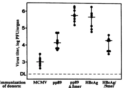 FIG. 6.afterDL,MCMVatedtiterspp89proteins.nylonlymphocytes Antiviral effect of CD8+ T lymphocytes sensitized with IEl epitope sequences