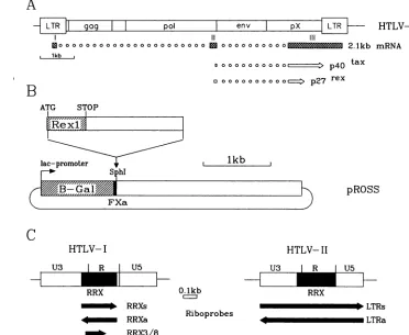 FIG.1.the(M).antisenseRRX-containingprovirus, Construction of prokaryotic rex expression plasmid and RRX in vitro transcription cassettes