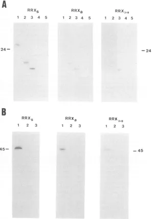 FIG.5.filter5polyacrylamidewereProteins contains Binding of C-terminal-truncated rex protein to RRX RNA