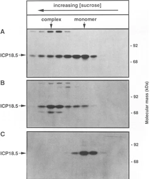 FIG. 10.resuspendedwerereactedwere15% Sedimentation analysis of ICP18.5. PRV-infected cells lysed at 6 h postinfection in 1% Triton X-100 and layered on 5 to sucrose gradients