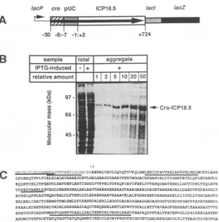 FIG.1.acidstranslationbetweeninternalwhichinducedmMstaining. pN50 and Cro-ICP18.5 expression