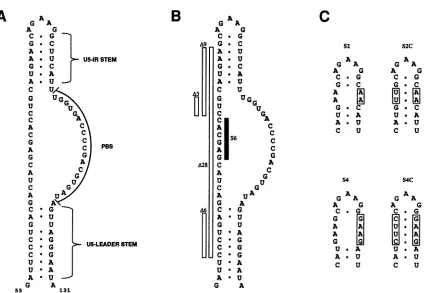 FIG.1.elsewheresubstitutionssubstitutionprimer-bindingU5-IR Predicted RNA secondary structures for the 5' noncoding region of wild-type and mutant RSV (Schmidt-Ruppin A) RNA near the site (PBS)