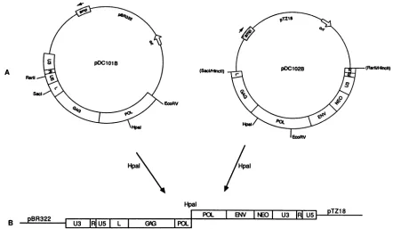 FIG. 2.ThinHpaI;fromindicated. Strategy for production of virus containing U5 mutations
