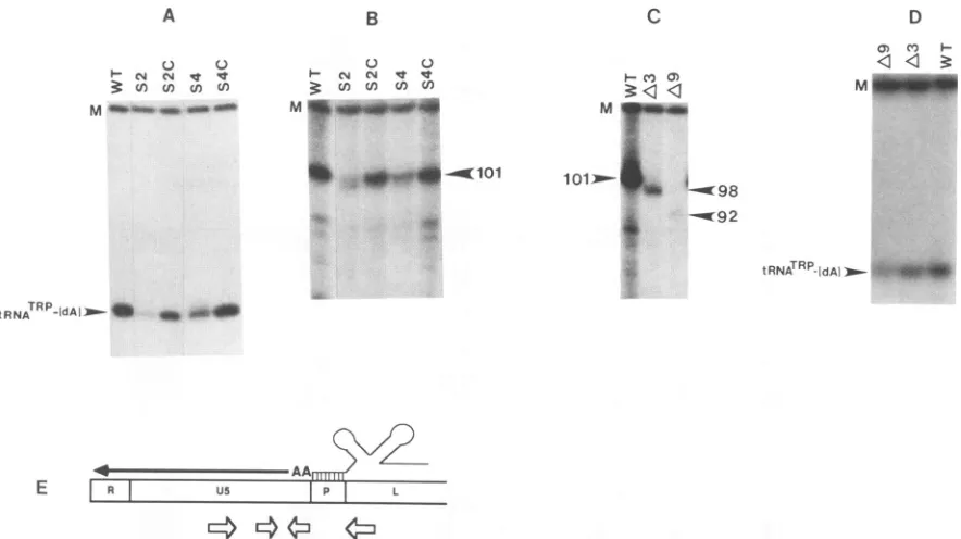 FIG. 5.polDNA.follows:provirus.bytransferredinfromwithamplifiedChromosomalamplificationQT6panel Materials Quantitation of integrated wild-type and U5 mutant (A) Amplification of a 418-bp fragment derived from the gene, as described in Materials and Methods
