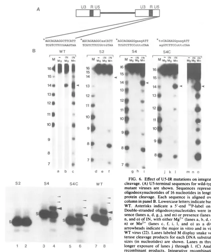 FIG. 6.thanSsenceanalyzed(lanesDouble-strandedbaseteraselongerrecombinantlabeledarrowheadsn)n,WTsizescleavage.oligodeoxynucleotidesproteinWT.Double-strandedsencecolumnmutant denotes and Effect of US-IR mutations on integration and IN protein (A) U5-termina