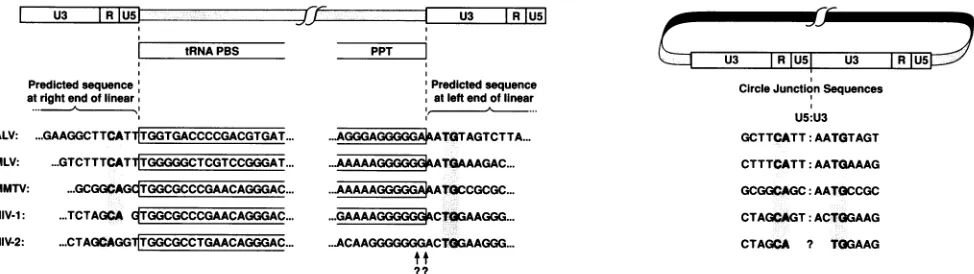 FIG. 2.boxes.virus33.marks.H cleavage Comparison of the viral genome/LTR boundaries and predicted circle junction sequences of several retroviruses