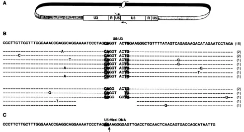 FIG. 3.Sequencesnumber(C)shown (A) Positions of primers (indicated by the arrows) in U3 and U5 used to amplify the circle junction sequences of HIV-2