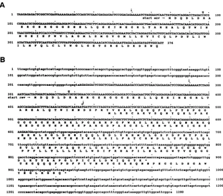 FIG. 2.toamplifiedSequenceinferredthesequence 250) Sequence analysis of BIV cDNAs. (A) Partial sequence of a BIV cDNA containing the env coding exon