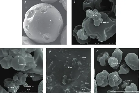 Figure  3: Scanning electron microscopic photographs of blueberry essential oil encapsulated powders: A: β-cyclodextrin(100%), B: Inulin (100%), C: β-cyclodextrin(50%) and Inulin (50%), D: β-cyclodextrin(75%) and Inulin (25%), E: β-cyclodextrin(25%) and Inulin (75%)