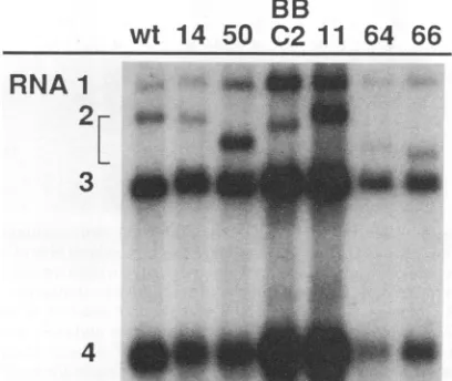 FIG. 4.lation Amplification of deleted RNA2 templates after coinocu- with the complete wt BMV genome