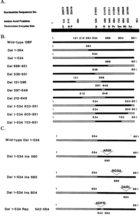 FIG.1.PstI;acidsrepresentsquencesmaticaminorestrictionmarkSequencesents1-534sequences (A) Schematic representation of the UL9 gene