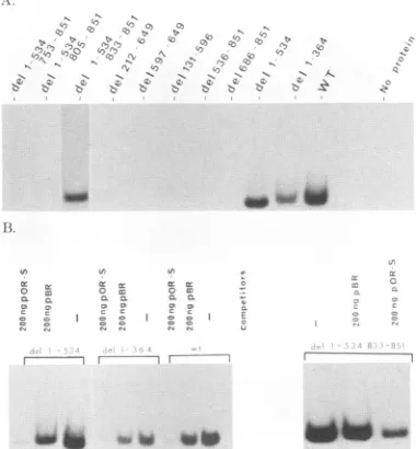 FIG.5.bindingtionsinhibitedbindingelectrophoreticOBPprocessedprotein.showingOBP.labeled (A) Filter binding experiments to determine the Oris- specificity of synthetic OBP and deletion mutants