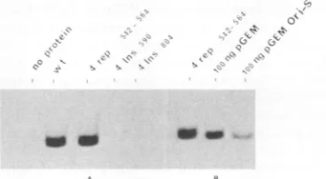 FIG. 6.remaining;inmutants.one-letterrepresentationmentuctsC-terminalsized the (A) SDS-polyacrylamide gel analysis of in vitro-synthe- insertion and replacement mutants of del 1-534 and its deletion The procedure for production of the mutants is described 