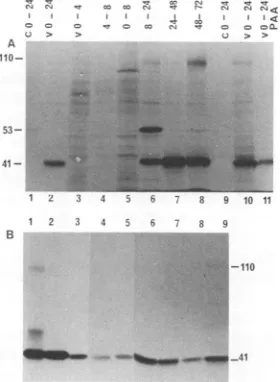 FIG.1.recognizeditationcaptoethanol6-infectedLanesLanesHSB-2cross-linkedmolecularWestern-blottedity6-infectedandmouseLane (A) SDS-PAGE analysis of HHV-6(GS) polypeptides by MAb 9A5D12