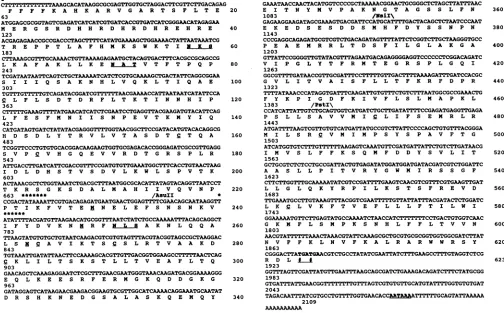 FIG. 4.theunderlined.translation.potential Nucleotide sequence of pCD41 and the deduced amino acid sequence of the single ORF