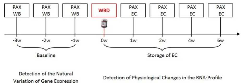 Figure 1  Study design. The WB was sampled thrice before WBD and stored as EC at 4°C afterwards for 6 weeks (w)