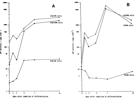 FIG. 4.(B) Analysis of gene expression from the LTR during differentiation of EC cells