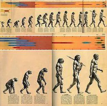 Figure 6. Rudolph Zallinger's "The Road to Homo Sapiens" from Time-Life's 1965 book Early Man 