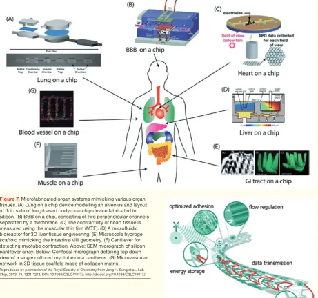 Figure 7. Microfabricated organ systems mimicking various organ tissues. (A) Lung on a chip device modelling an alveolus and layout of ﬂ uid side of lung-based body-ona-chip device fabricated in silicon