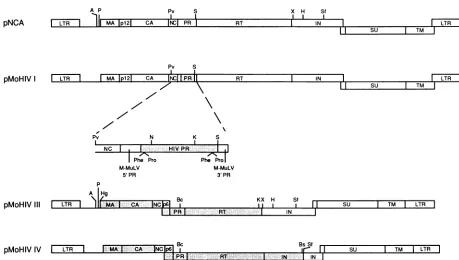 FIG.1.HgaI;infectious,Open Structure of M-MuLV/HIV-1 chimeric plasmids. The chimeric plasmids were constructed by replacing sequences from the full-length M-MuLV clone pNCA, shown at the top, with corresponding HIV-1 sequences, as described in Materials an