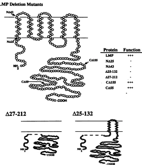 FIG.1.fromcarboxyindicatesindicatesasfunctiontheterminimationandand(withLocationsshown+ + AN1-N2 LMP deletion mutants