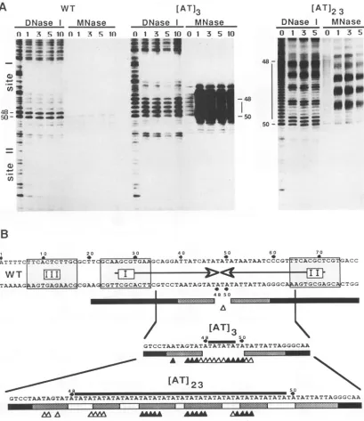 FIG. 2.origin48indicatedidentifiedinsertedlinesnumbers3topstronglysensitive jig and Nuclease footprinting of the WT and mutant replication origins