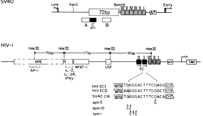 FIG.1.ofoflinetranscriptionalinA/T-richC16Shownsitesenhancerthatorientationproto-enhancerareU3 capital adenovirus; the Diagram of the HIV-1 U3-R region and the SV40 early promoter, showing the homologous KB sites and other regulatory sites