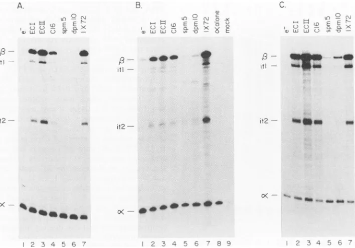 FIG. 3.distributedelementcytoplasmicassayedconstructsinitiatedrespectively); Evidence that enhancer activity of multimerized KB sites, as assayed by transient human P-globin gene expression, is broadly in different cell lines