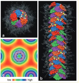 Figure 1.Molecular organisation in the 