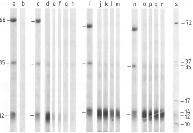 FIG. 3.fromgelOG-supernatantminp15, to Competition of binding of '25I-labeled OG-released ASF virus proteins to Vero cells