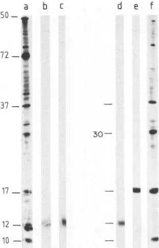 FIG. 6.treatedtonsoratedingwith2-ME.subjected not Conversion of protein p17* to p12 by treatment with 35S-labeled purified ASF virus (3.5 x 105 cpm) was dissoci- in the presence (lane a) or absence (lane f) of 5% 2-ME and to polyacrylamide gel electrophore