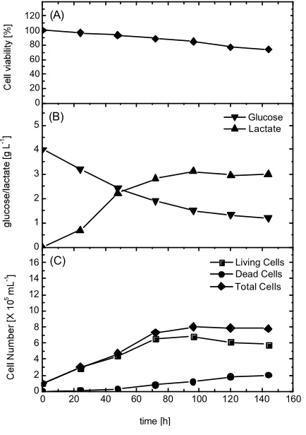 Fig. 4:Time profile of cell growth, glucoseconsumption and lactate production duringHeLa S3 cells cultivation in Ham’s F12medium supplemented with 20% FBS