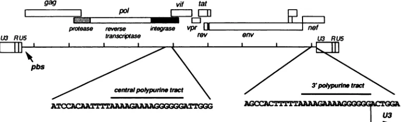 FIG.1.different Positions of the two PPTs on the HIV-1 genome. Shaded areas in the pol open reading frame indicate the regions coding for functions