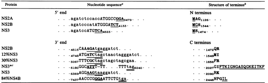 TABLE 1. Terminal nucleotide sequences of recombinant DNA constructs and the predictedN and C termini of expressed polyproteins