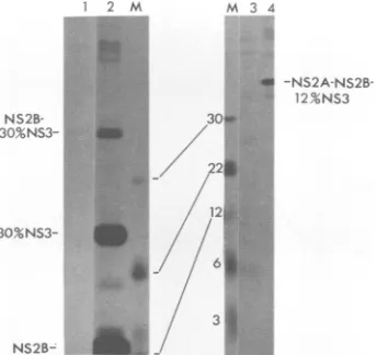 FIG. 3.describedbandsCV-1NS2A/NS2BM.theNS2B-12%NS3. The putative protease domain of NS3 is required for the and NS2B/NS3 cleavages